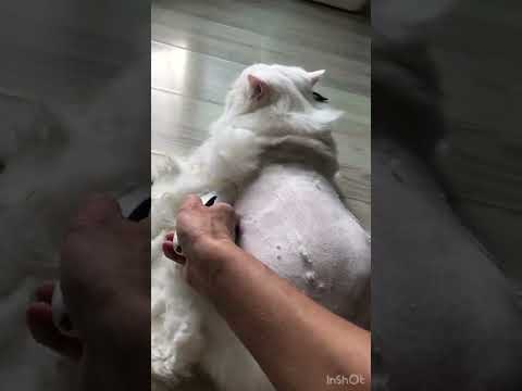 Видео: Стрижка кошки машинкой Codos CP-9200