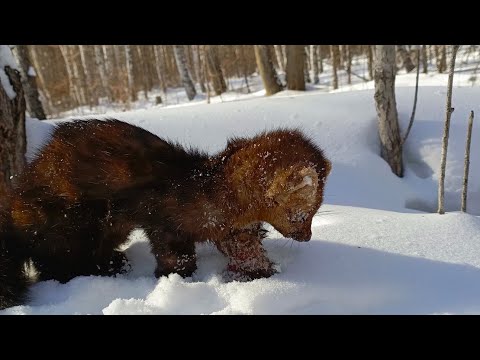 Видео: Проверка капканов часть 〽️ 17,удачно 👍