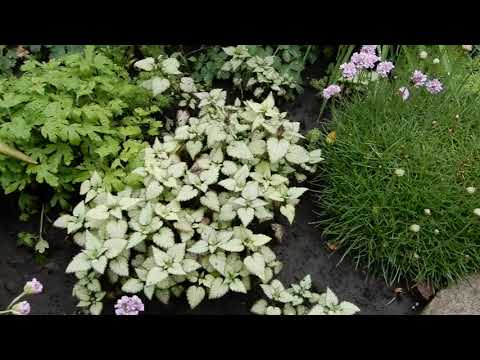 Видео: Яснотка,замечательный почвопокровник,не требующий ухода.