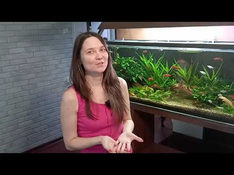 Видео: Высокие фосфаты - не катастрофа