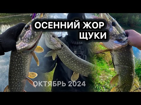 Видео: НАЛОВИЛ КРУПНЫХ ЩУК НА ЭТОТ ЦВЕТ. ОСЕННИЙ ДЖИГ 2024