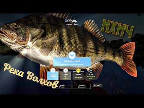 Видео: Синий окунь на реке Волхов. Редкий трофей. Русская Рыбалка 4. Russian Fishing 4. РР4. ВПК. Синяк.