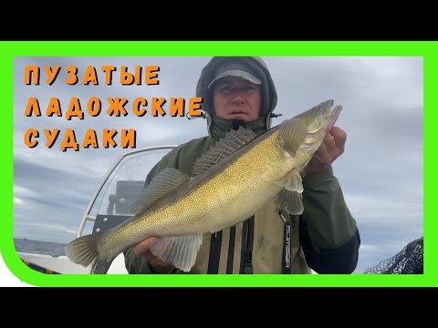 Видео: Ладога. Водоем новый, а судаки те же