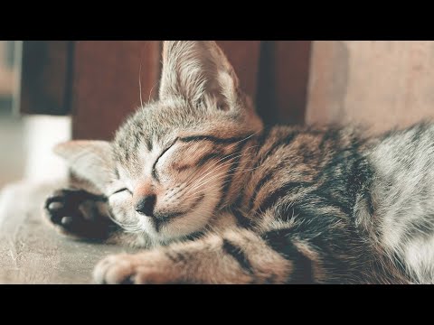 Видео: Арфа, которая успокаивает кошку 🐱 Чистая лечебная музыка для депрессивных кошек