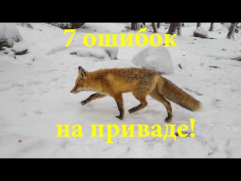 Видео: Залог успешной охоты на лису на приваде из засидки!