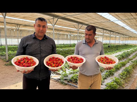 Видео: СУРХОНДАРЁДА ЭНГ КАТТА ҚУЛУПНОЙ ИССИҚХОНАСИДА ҚУЛУПНОЙ ЕТИШТИРИШ СИРЛАРИ ҲАҚИДА. 1,5 гектар