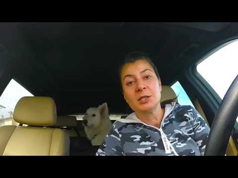 Видео: Советы по воспитанию БШО. Часть1 Прогулка