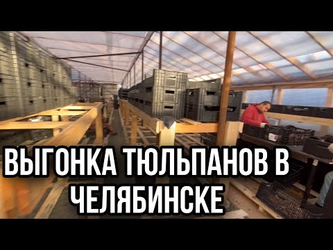 Видео: Выгонка тюльпанов. 300 тыс. Первый опыт