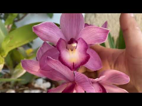 Видео: Цимбидиумы весной!🌱🏵️