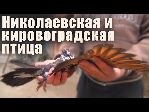 Видео: Николаевские и Кировоградские голуби. В гостях у Сергея Максименко.