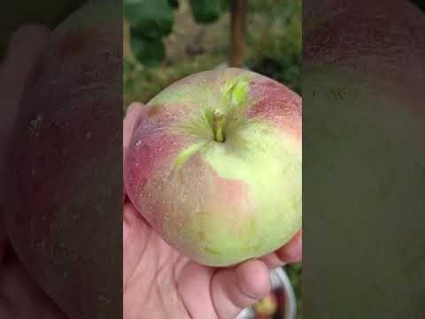 Видео: 🌳СОРТ ЯБЛОНИ АНТЕЙ🍎 #яблоня #сад #fruit