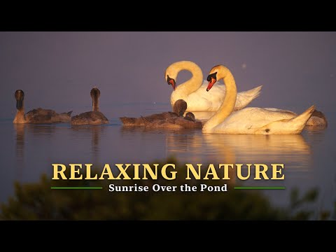 Видео: Расслабляющие звуки леса в 4K, восход солнца над прудом, атмосфера природы для учебы, пение птиц