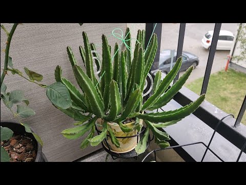 Видео: Обзор кактусов под звуки грома#cactus #plants #succulent 