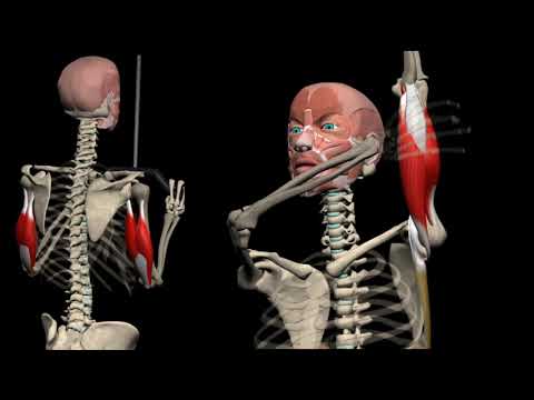 Видео: Всё ли вы знаете о трицепсе?