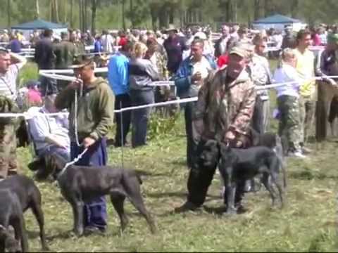 Видео: 234. Дратхаары Тверь 2007 г