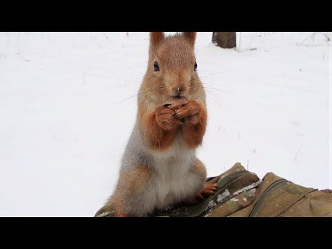 Видео: Белки. Подборка роликов за последнюю неделю / Squirrels. A selection of videos from the last week