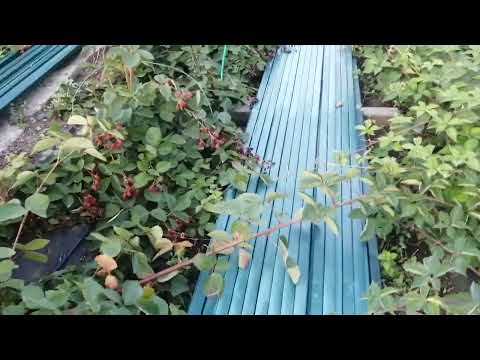Видео: Ежевика Гай  и другие сорта. Всё спеклось без сетки