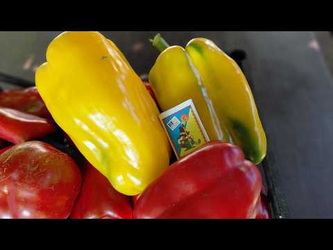 Видео: Які сорти перцю гарно себе показали у 2025 році: огляд урожаю