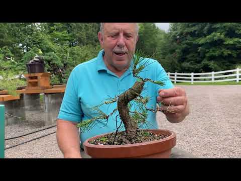 Видео: Как обмотать проволокой японскую черную сосну перед бонсай