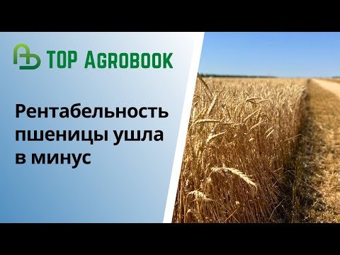 Видео: Рентабельность пшеницы ушла в минус | TOP Agrobook: обзор аграрных новостей