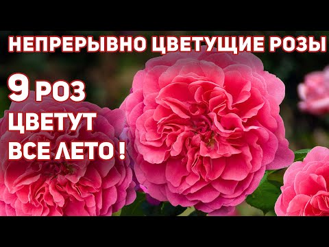 Видео: Непрерывно и щедро цветущие розы, 9 замечательных сортов. Без перерыва - все лето!