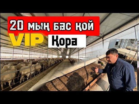 Видео: 5 жұлдызды ҚОЙ ҚОРА ( 5 Звездочная Овцеферма)