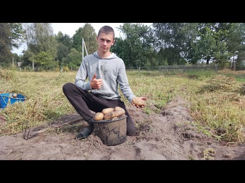 Видео: Копання картоплі , осінній урожай