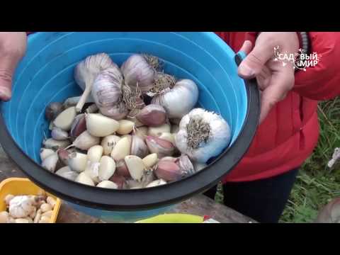 Видео: Как выбрать чеснок для посадки