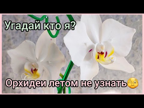 Видео: По-другому цветут #ОРХИДЕИ летом🌸 #фаленопсис #цветениеорхидей #дикийкот #минск #марракеш #цветы