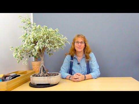 Видео: Плетение косичкой фикуса Бенджамина (ч.13).