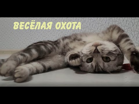 Видео: Весёлая охота