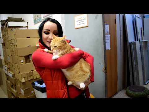 Видео: Приют Муркоша. Помоги котикам!