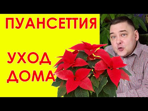 Видео: Пуансеттия "Рождественская звезда". Уход в домашних условиях