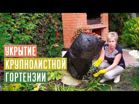 Видео: УКРЫТИЕ КРУПНОЛИСТНОЙ ГОРТЕНЗИИ 🌸 Экспериментальный способ / Садовый гид