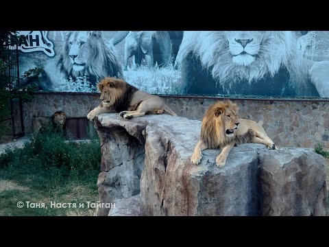 Видео: Когда парк засыпает, львы просыпаются! Вожак драконит вольерных львов и устраивает мощные переклички