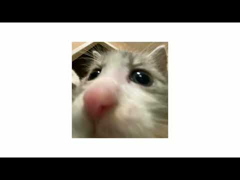 Видео: плейлист чтобы чувствовать себя котом