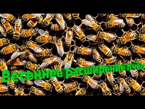 Видео: Профессор Кашковский про весеннее расширение гнезда