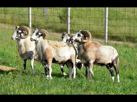 Видео: Бараны помесь с муфлоном. Фермерское хозяйство "Катумы"
