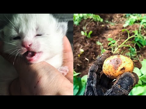 Видео: Что выросло у нас на Аляске в этом году? (71) 