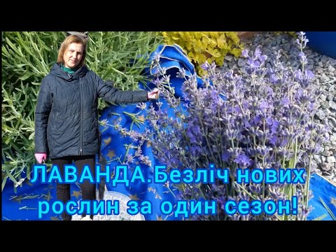Видео: ЛАВАНДА навесні🐞Обрізка,підживлення,гарантований спосіб розмноження#лаванда#розмноженнялаванди#квіти