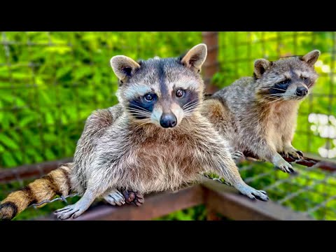 Видео: Мы в гостях у ВЕСЕЛЫХ ЕНОТОВ! Как отличить САМОЧКУ ЕНОТА от САМЦА!
