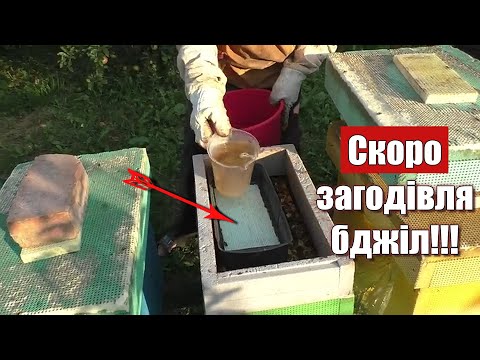 Видео: Загодівля бджіл цукром. Як розрахувати сироп для загодівлі?