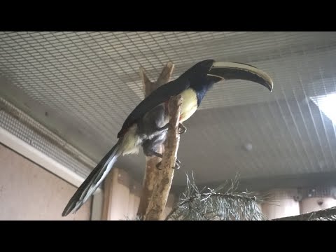Видео: Птицы Ленинградского зоопарка: совы, беркут, казуар, попугаи и другие. Руссо туристо-48