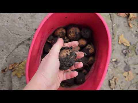 Видео: Посадка лука под зиму, Нет электричества...Топлю печку, Большой урожай винограда