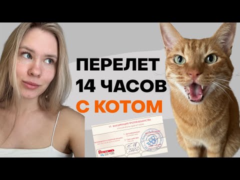 Видео: ДОЛГИЙ ПЕРЕЛЕТ С КОТОМ | как подготовить и успокоить | лайфхаки и почему нас ЧУТЬ НЕ ПУСТИЛИ НА РЕЙС