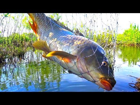 Видео: С поплавчанкой за карпом и боковой кивок в помощь ему! Зачетная рыбалка вышла!