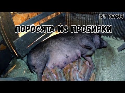 Видео: Долгожданный опорос при искусственном осеменении.