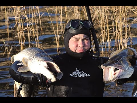 Видео: ПОДВОДНАЯ ОХОТА В ФИНЛЯНДИИ. Аландские острова.  ДИАЛОГИ С ПОДВОХАМИ Wild Fishing Finland