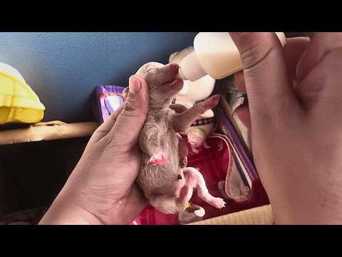 Видео: Нашёл щенка на свалке, приютил и заботился — за полгода он изменился до неузнаваемости.