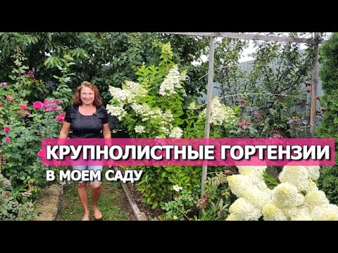 Видео: КРУПНОЛИСТНЫЕ ГОРТЕНЗИИ В МОЕМ САДУ: Сорта, характеристики, обрезка, уход и реанимация после жары